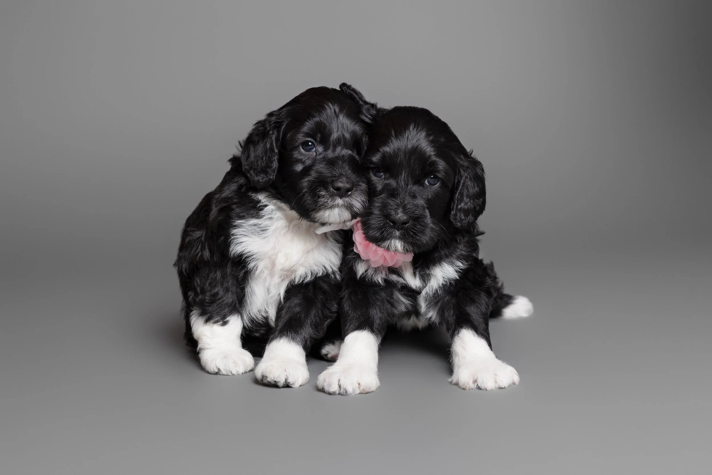 Puppies5Wks-113.jpg
