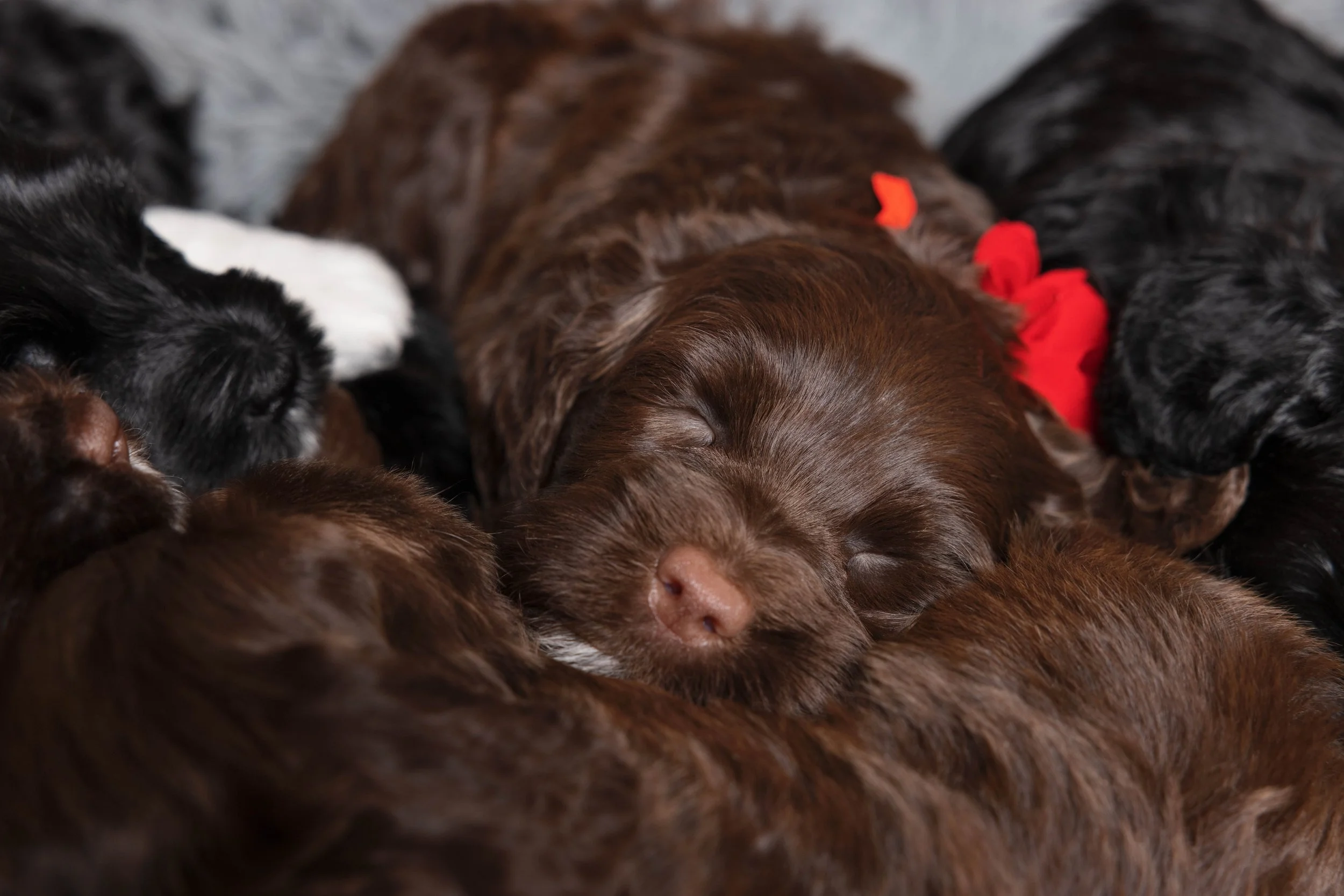 Puppies5Wks-176.jpg
