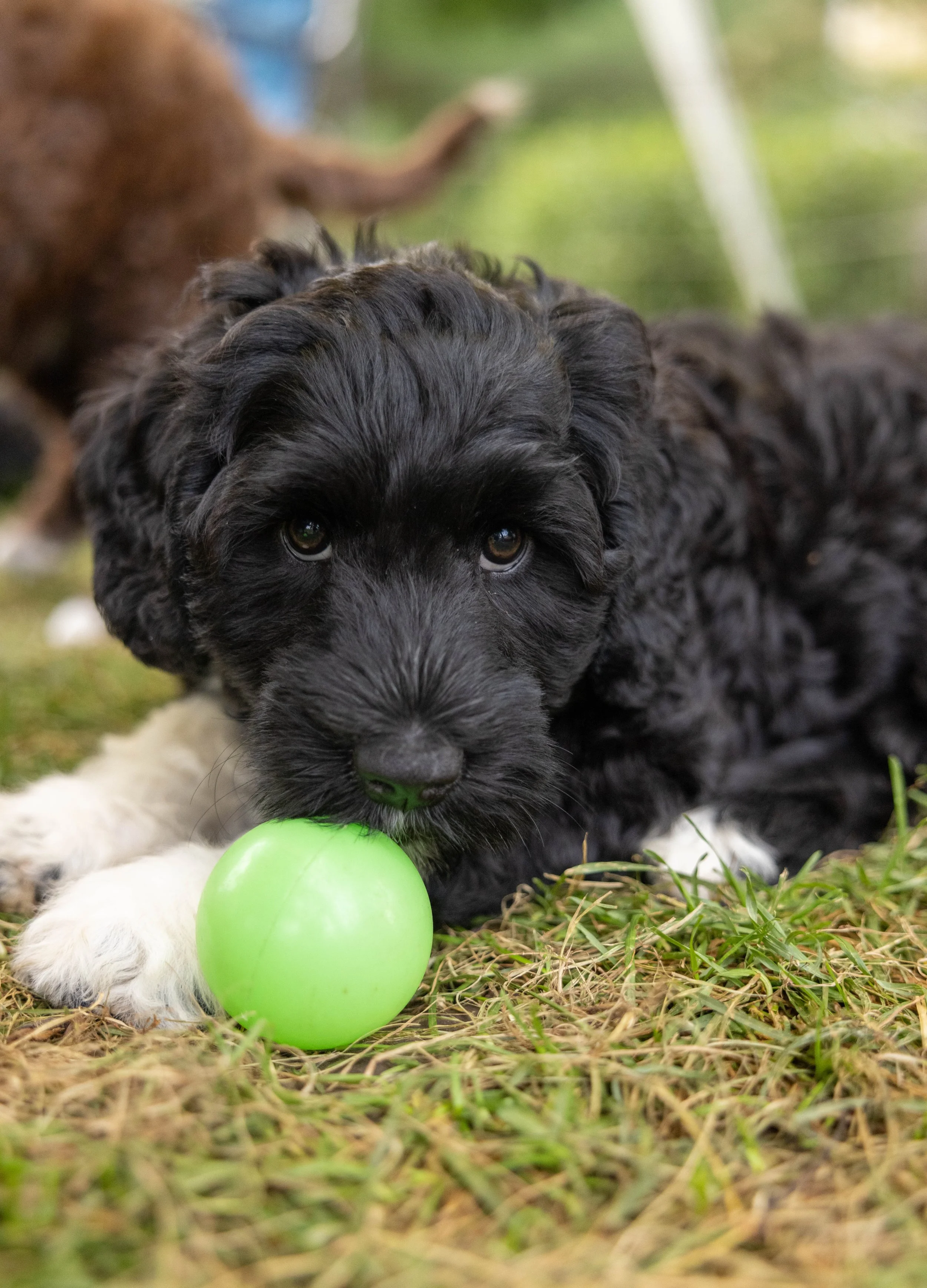 Puppies10Wks-138.jpg