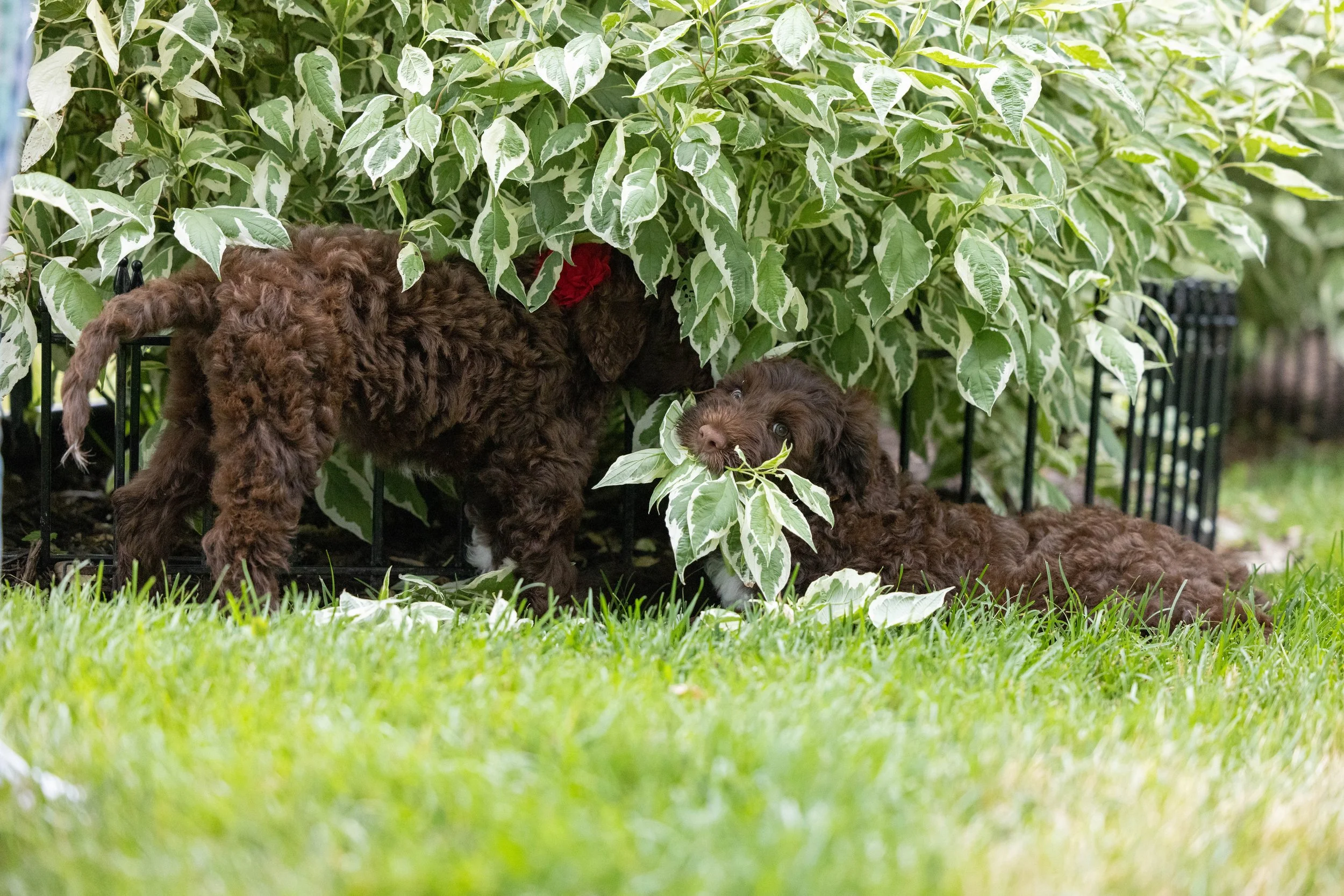 Puppies10Wks-060.jpg