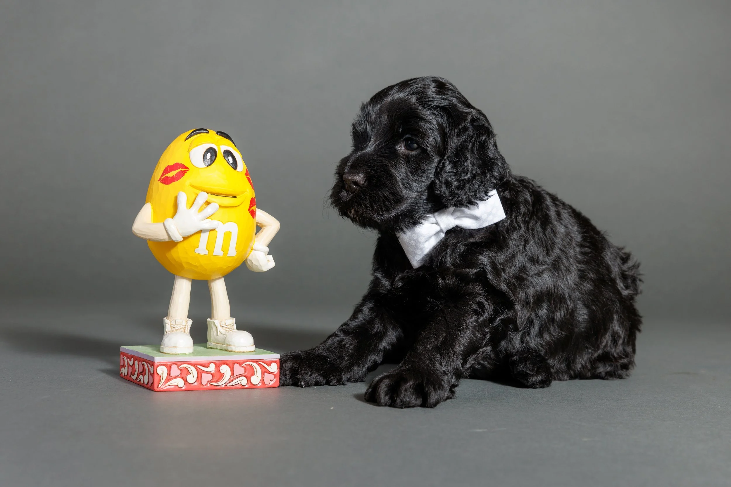 177-M-Litter-4wks, MacGvyer - Copy.jpg