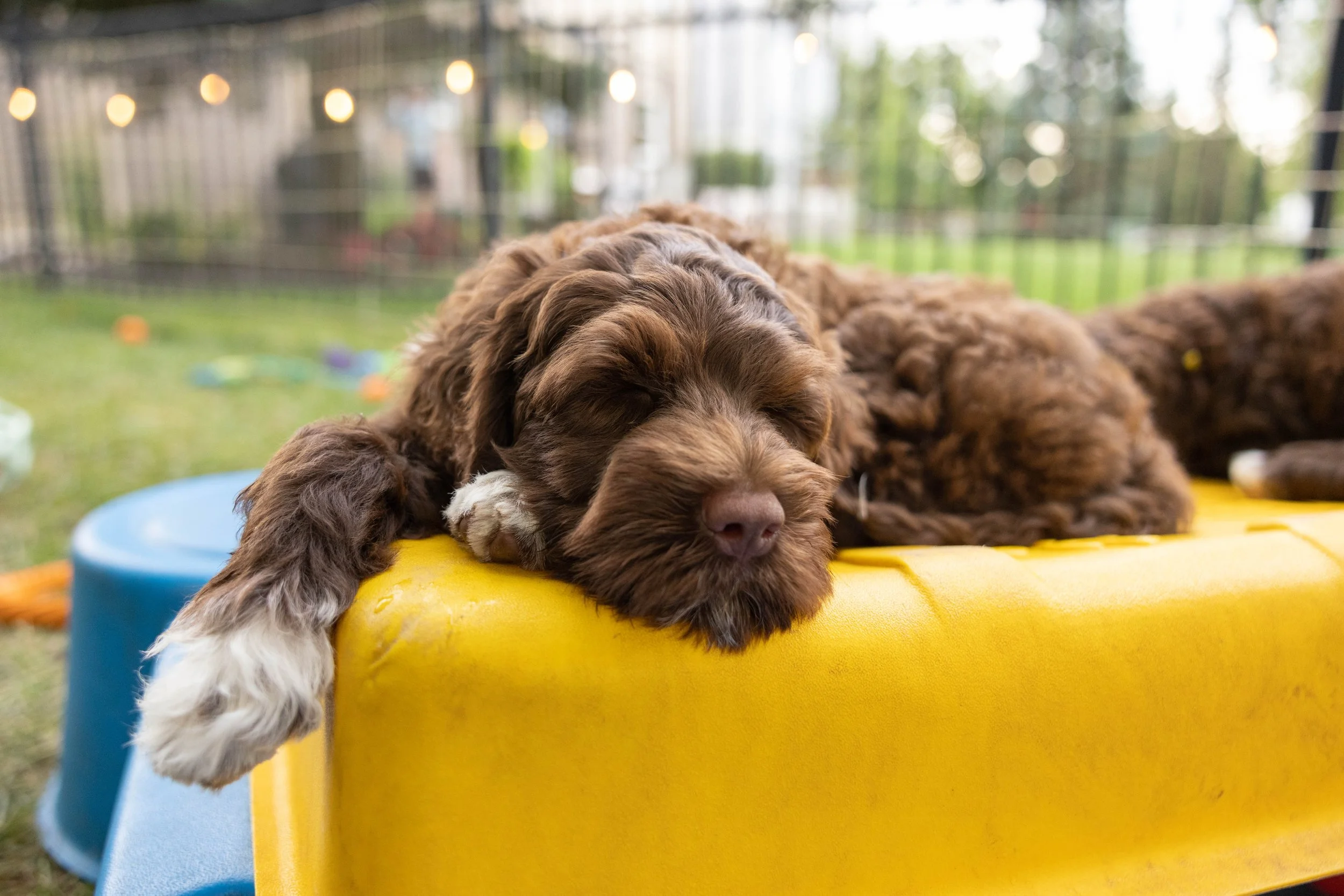 Puppies10Wks-149.jpg