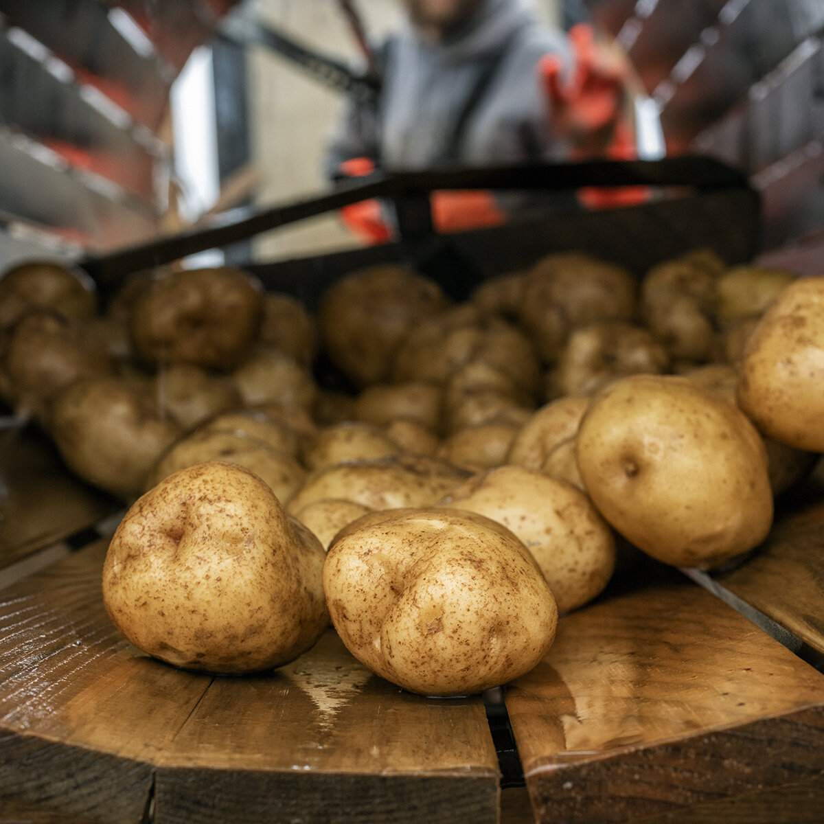 POTATOES!