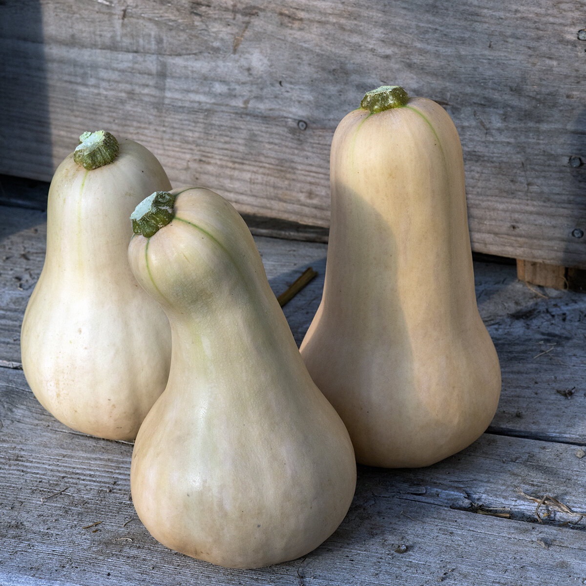 Butternut_PCG_7939_color.jpg