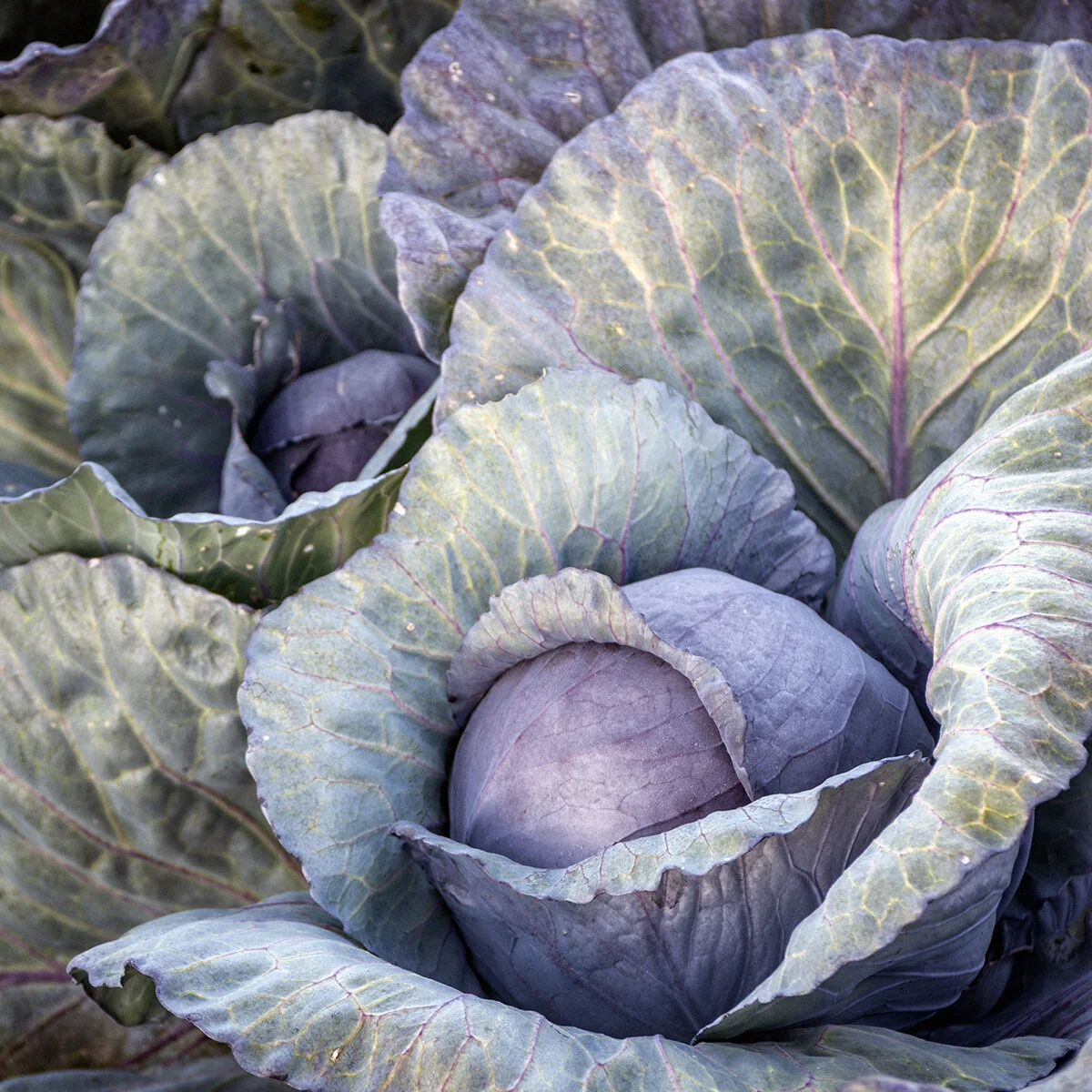 Cabbage_PCG_0584.jpg
