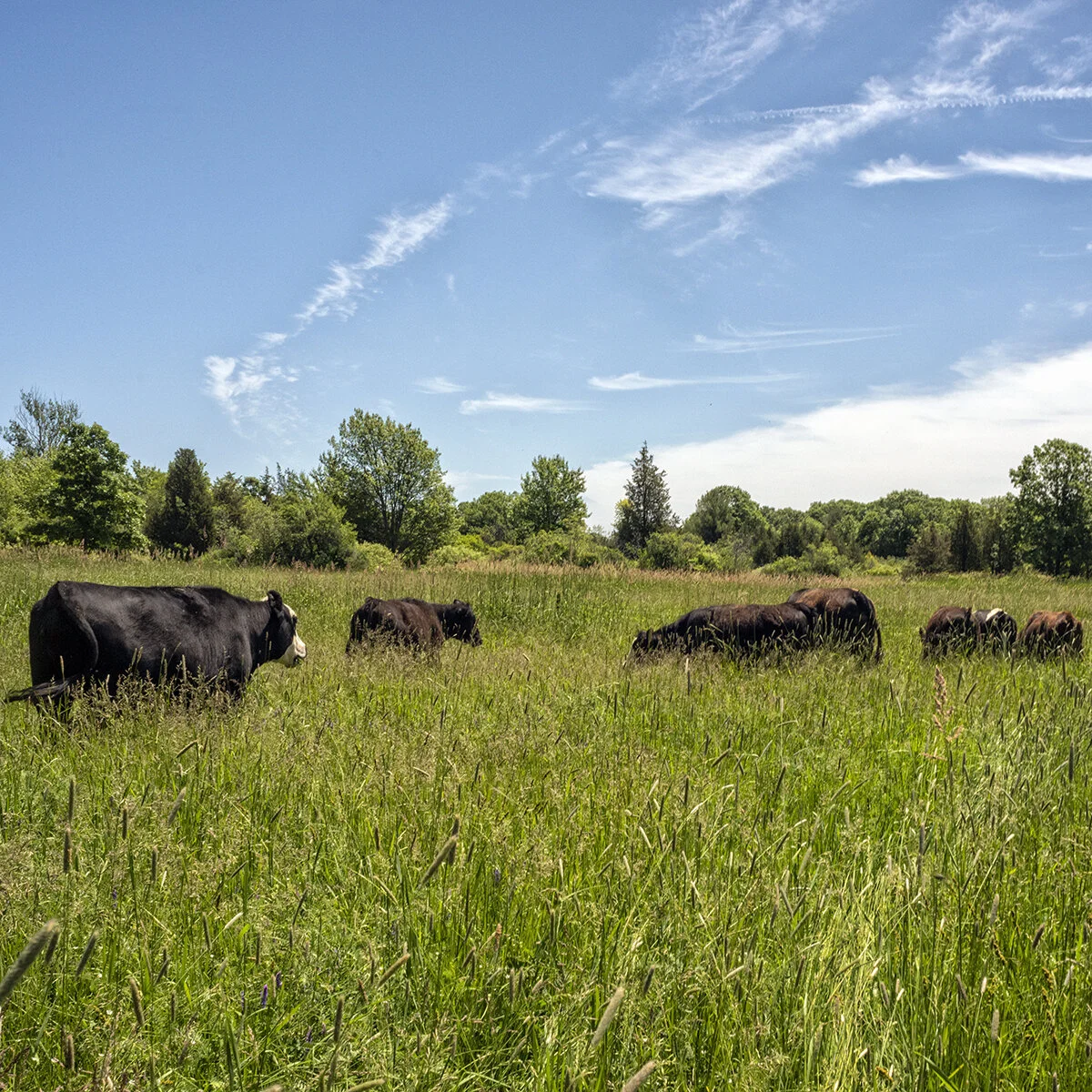 Beef_PCG_6645.jpg