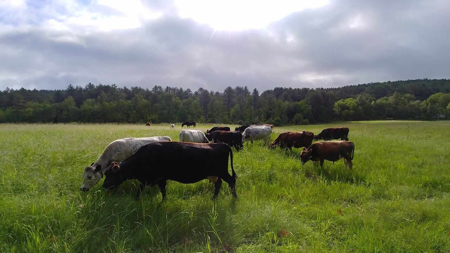 Courser Meadows DAIRY & MEAT