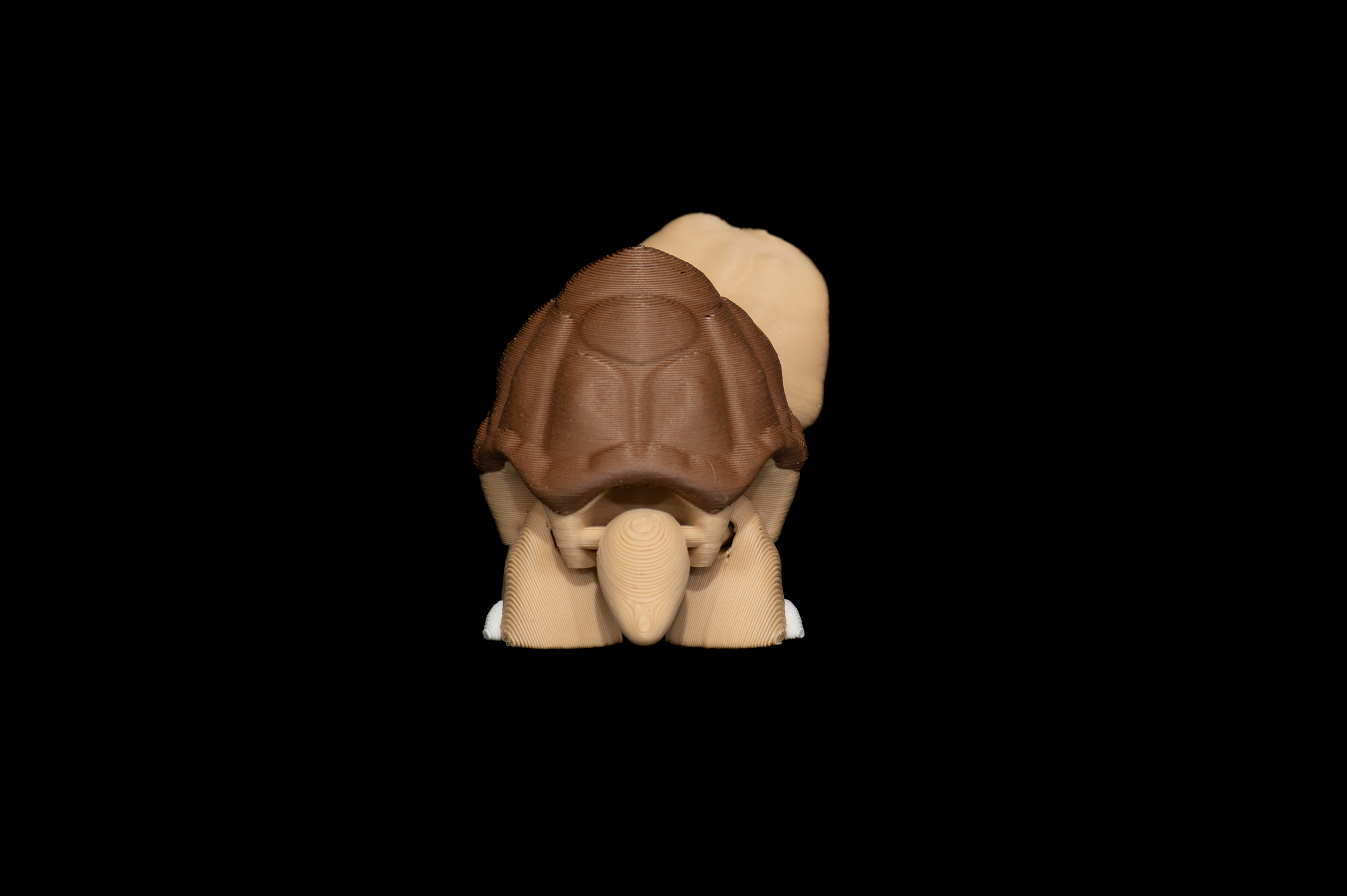 Tortoise (3 of 3).png