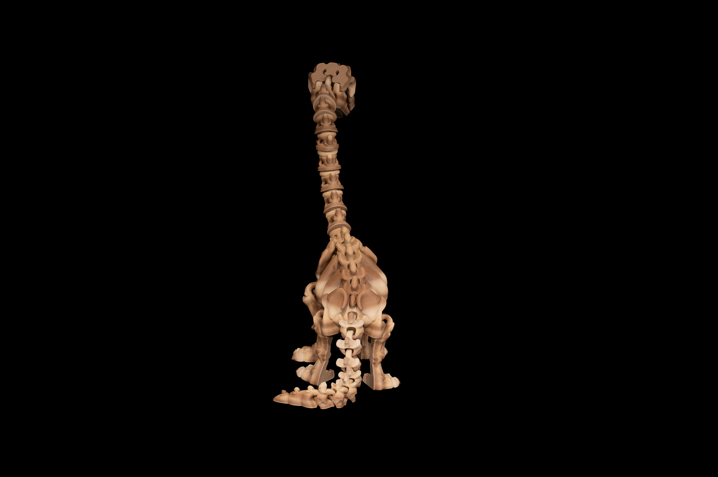 Skeleton Brachiosaurus (4 of 4).png