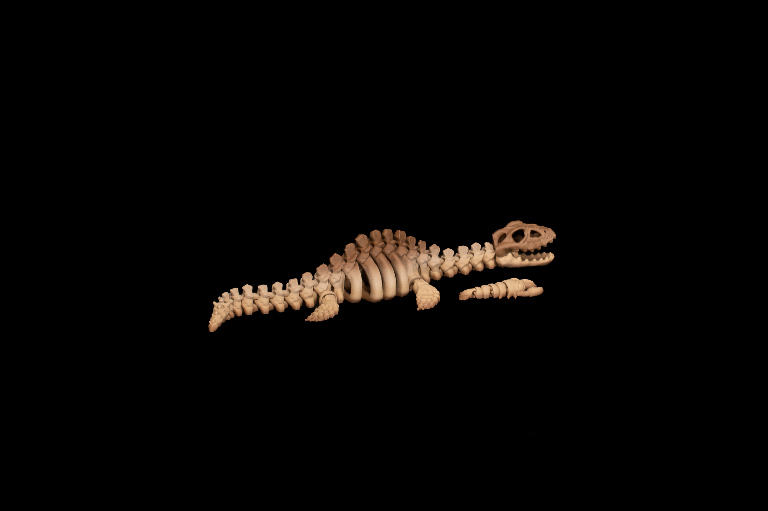 Skeleton Plesiosaurus (4 of 4).png