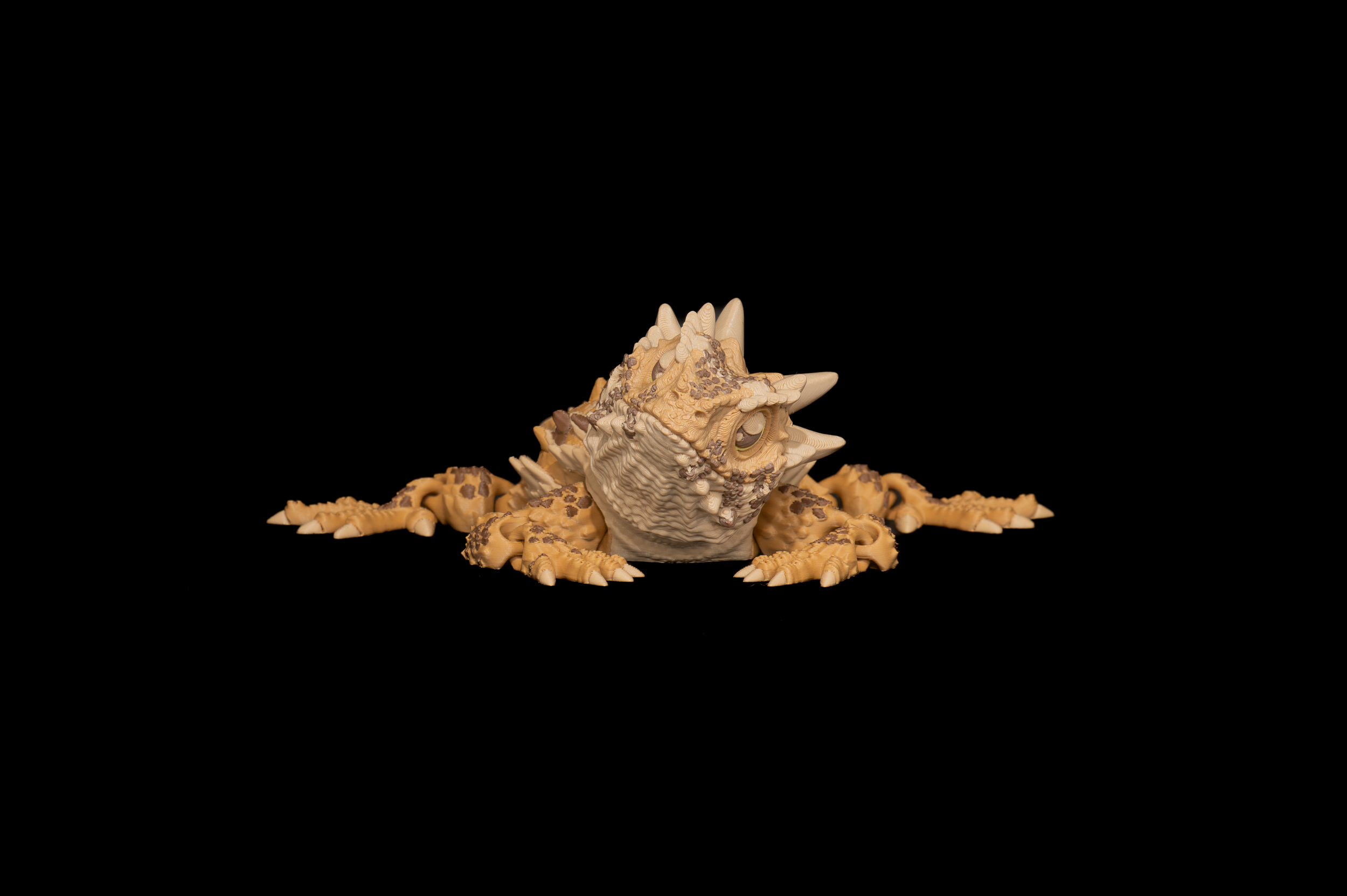 Horned Lizard