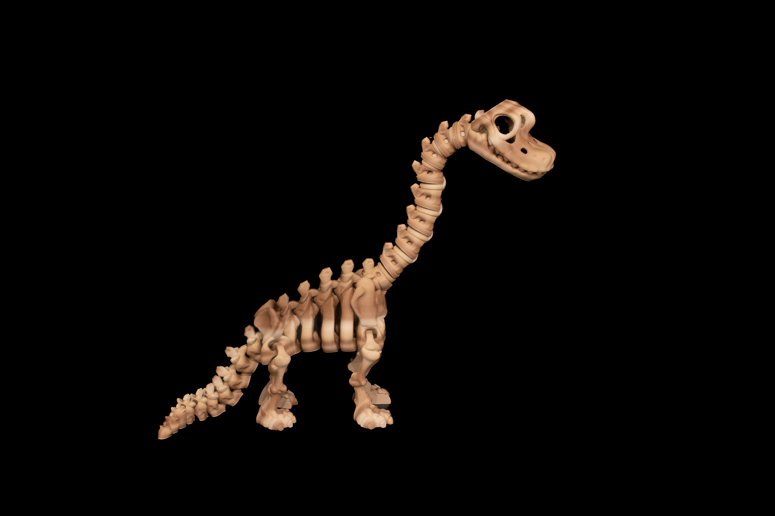 Skeleton Brachiosaurus (3 of 4).png