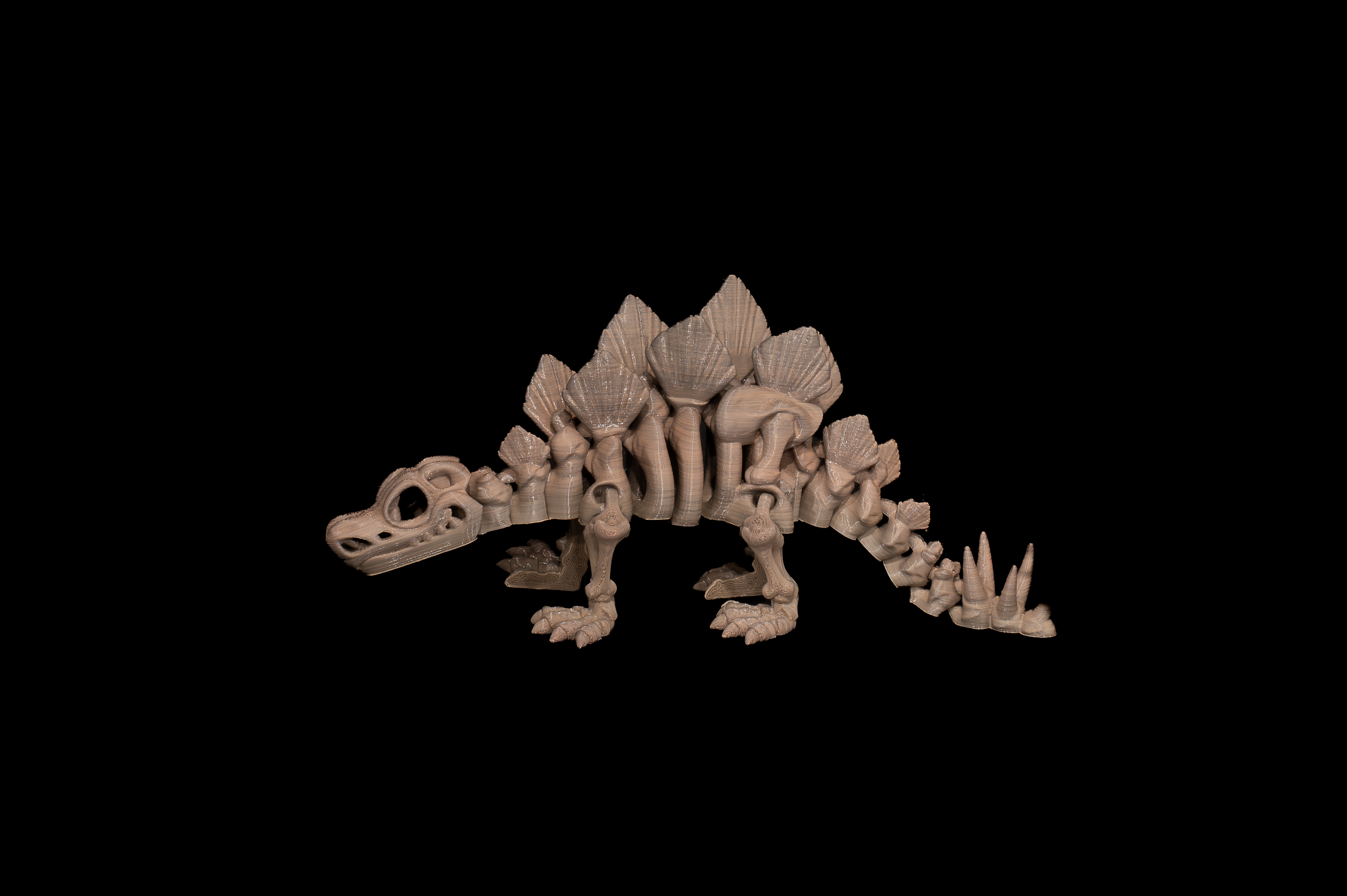 Skeleton Stegosaurus (2 of 4).png
