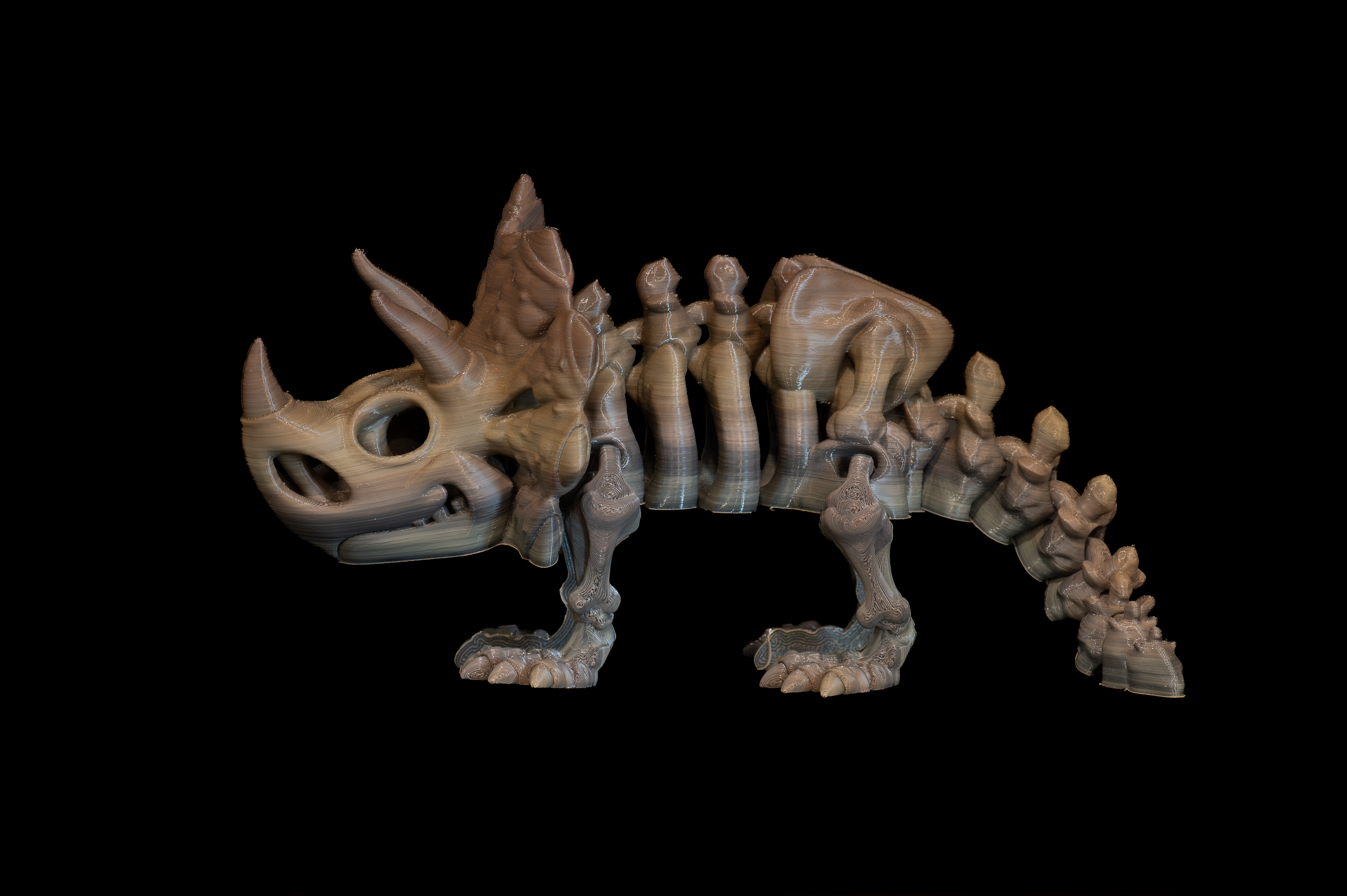 Skeleton Triceratops