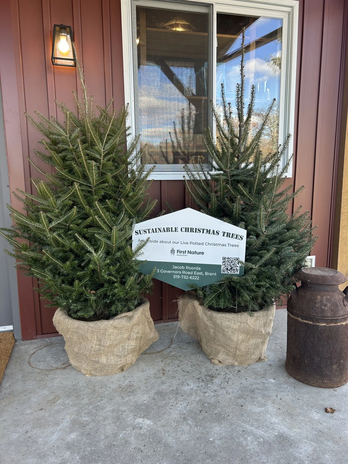 Sustainable Christmas Trees at First Nature Nursery: A Greener Way to Celebrate the Holidays