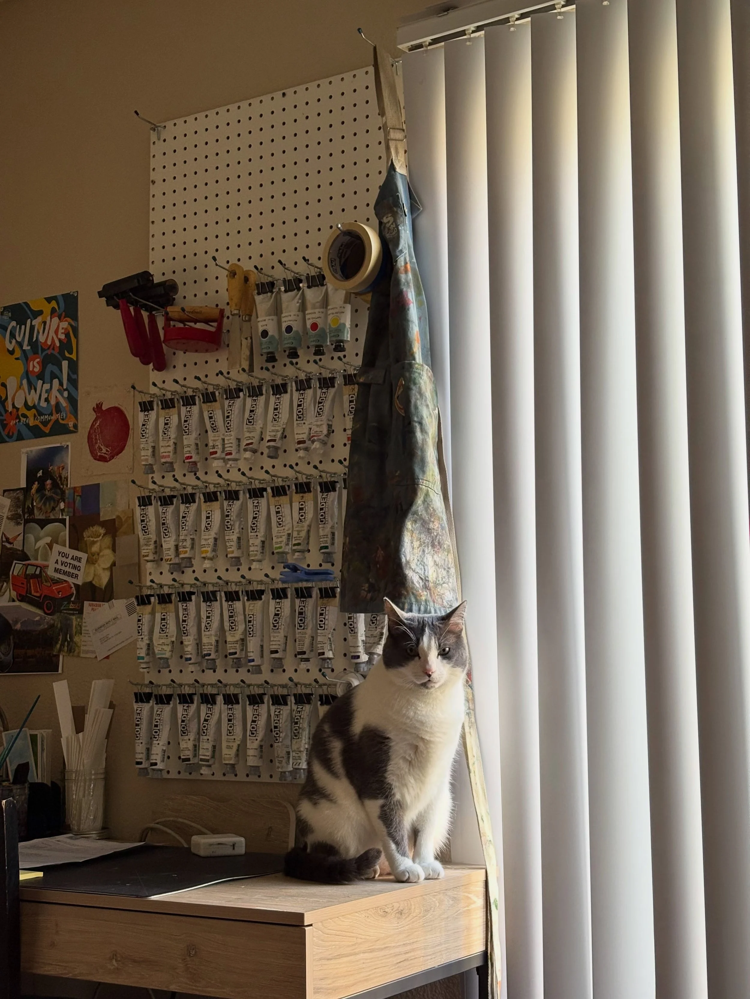 one thing i forgot to mention in my reintroduction was my roomio assistant, milo!!🤍

milo is a very sassy cat, keeps to himself mostly, annoying about his feeding schedule, occasionally chews on plastic, loves night cuddles, and is definitely curiou