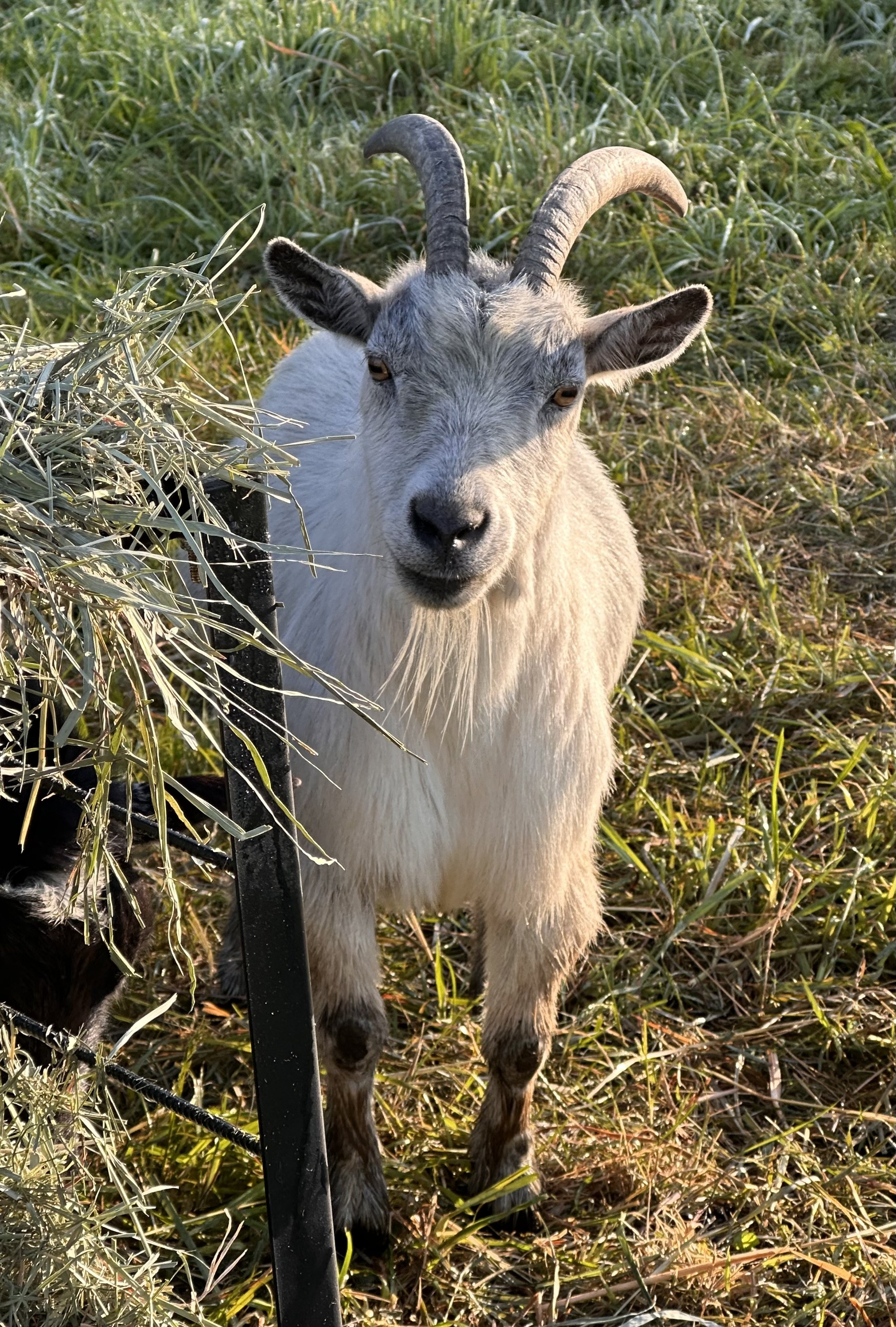 Heidi