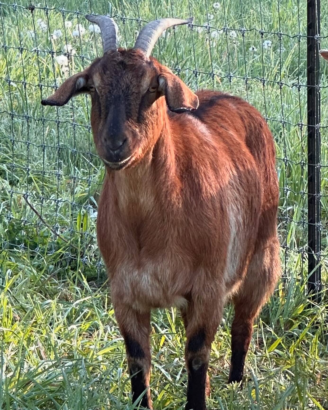 Cinnamon aka Fireball