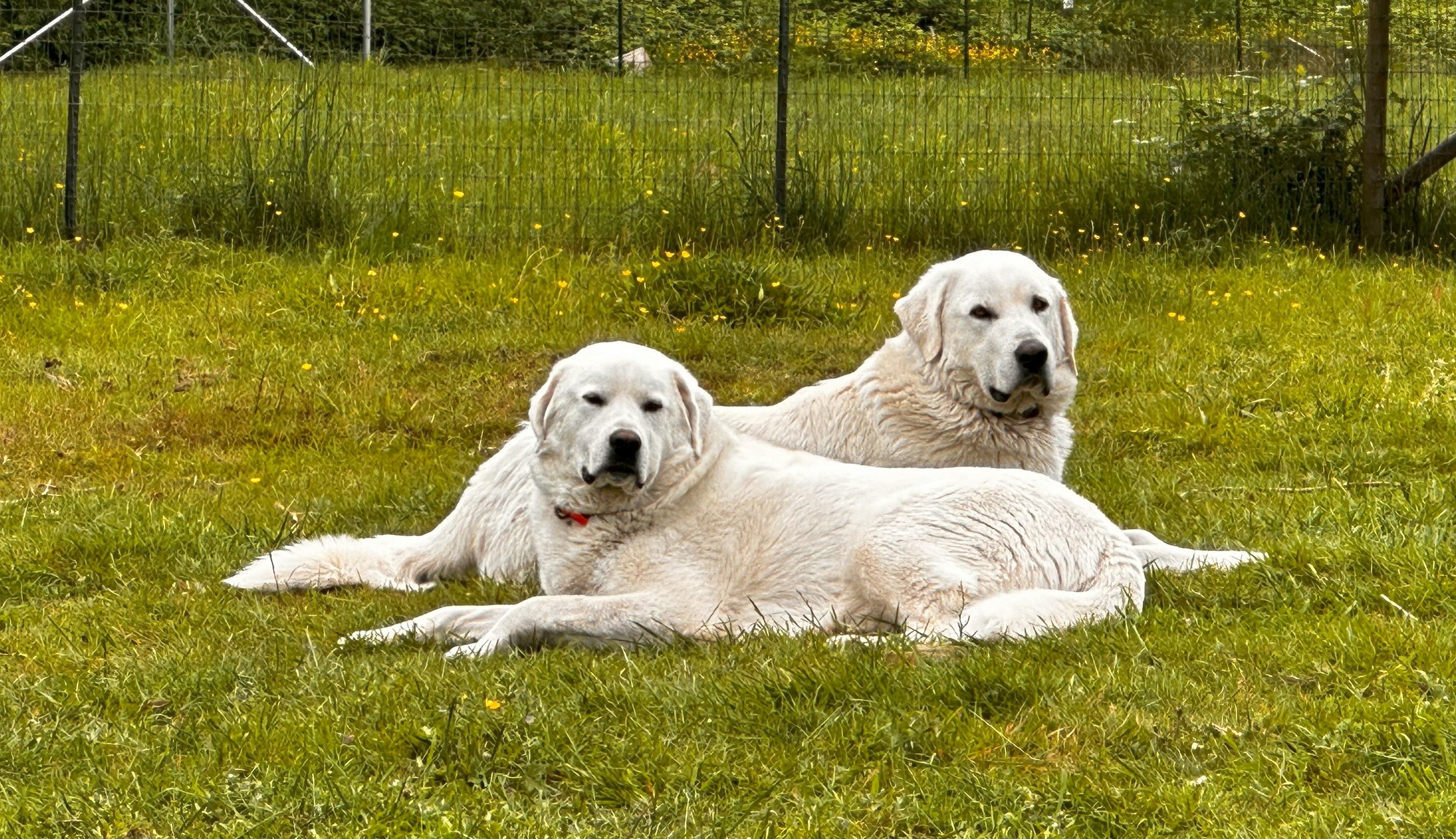 Palmer and Pisa, our Livestock Guardian Dogs
