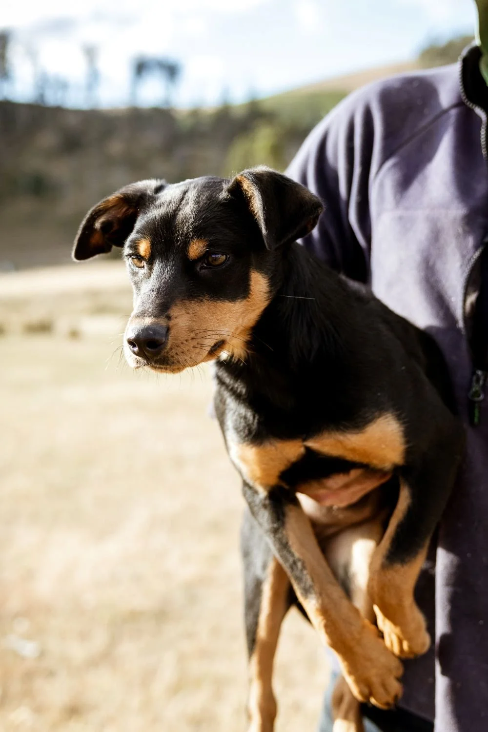 photo of a working sheep dog huntaway working sheep in the race captured by Amy Lyon