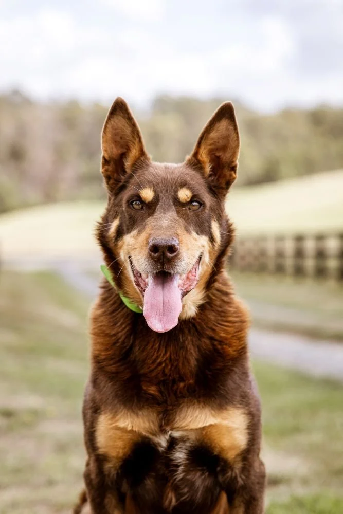 portrait photo of old senior retired working dog in tasmania
