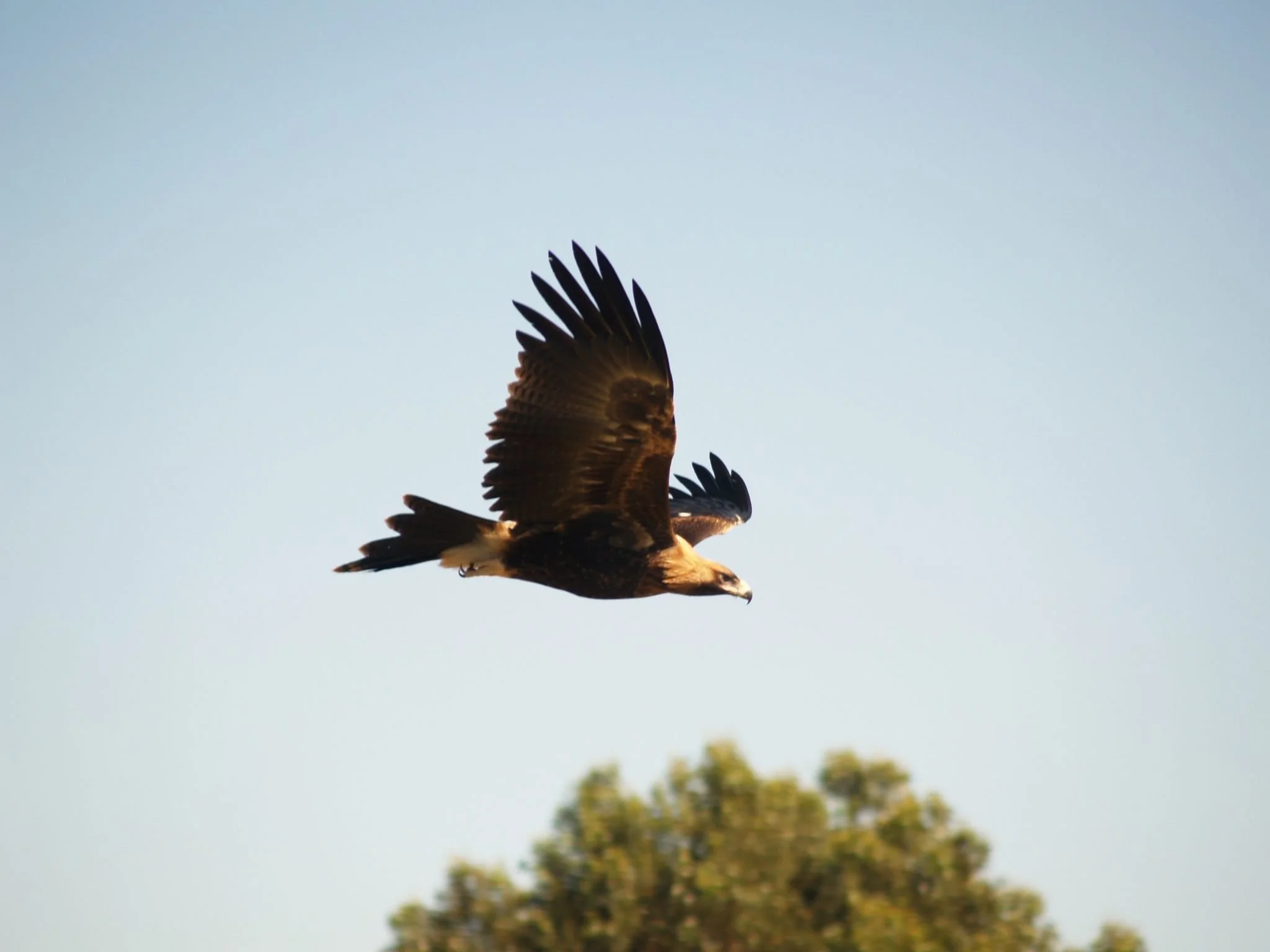 Eagle flying against clear blue sky