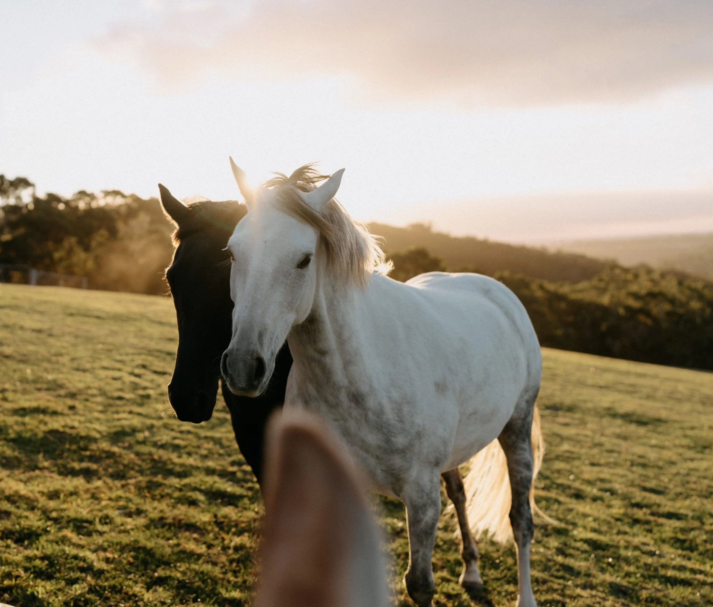 Two horses, one black and one white, standing on a grassy field during sunset.