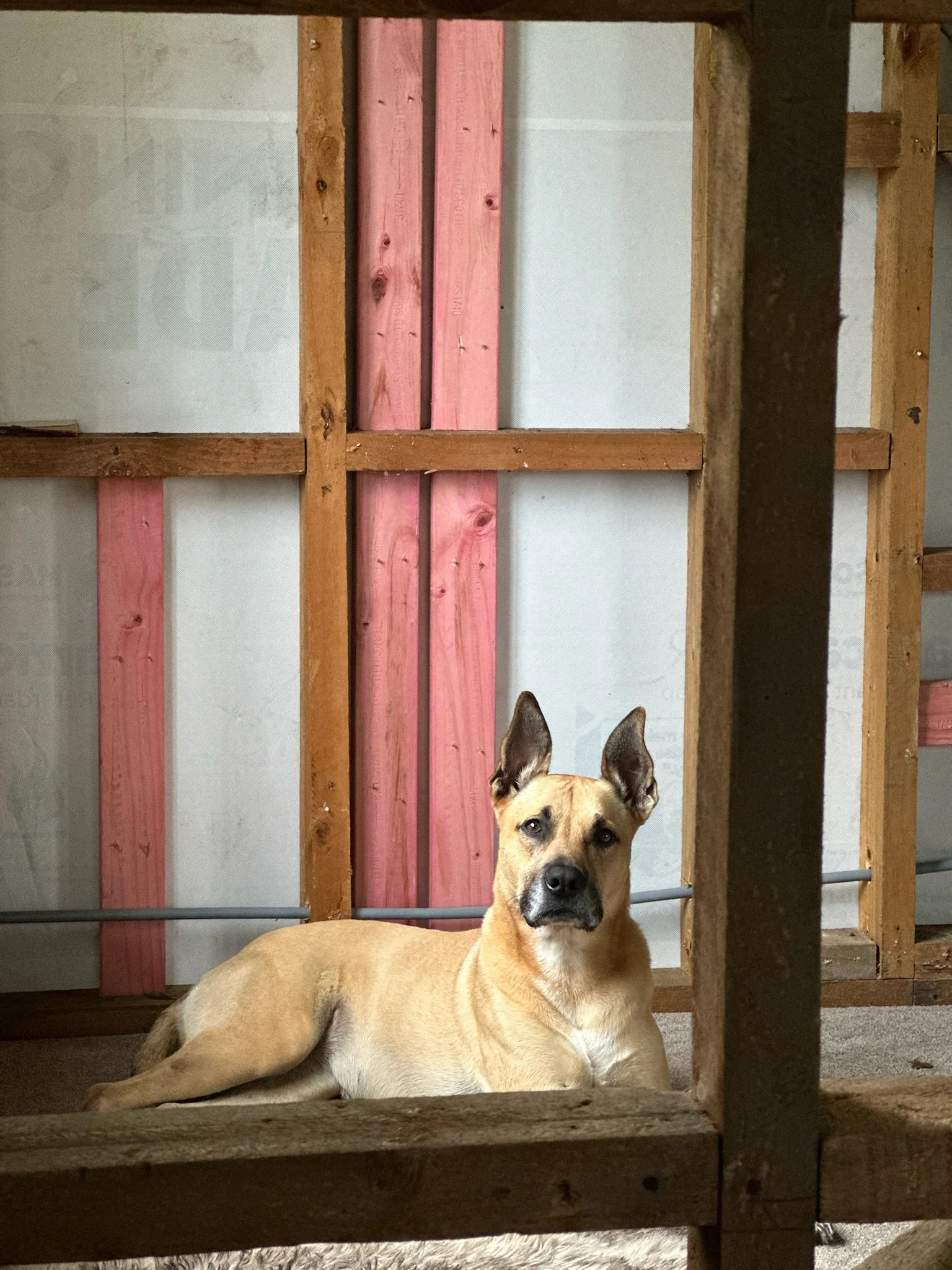 Bring your dog to site