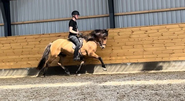 Stalden er fuld af talentfulde salgsheste ✨ t&oslash;v ikke med at kontakte mig, hvis du leder efter din nye makker 🐎

Birta fra Lien, 6 &aring;r.
Potentiel konkurrencehoppe til 5 gang 👏🏼
79 🥕

Askja fra &Oslash;sten&aring;, 9 &aring;r.
Konkurren