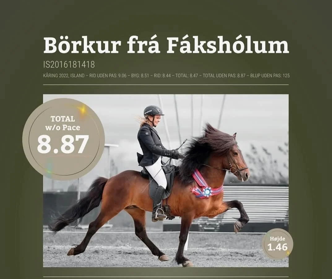 Dr&oslash;mmer du om en stor og smuk supert&oslash;lter, s&aring; er B&ouml;rkur det oplagte valg til din hoppe 🙌

B&ouml;rkur har vist sine evner til Landsmott 2022, hvor han blev k&aring;ret med total 8.87 w/o pace. Han fik bl.a 9.5 for trav og fo