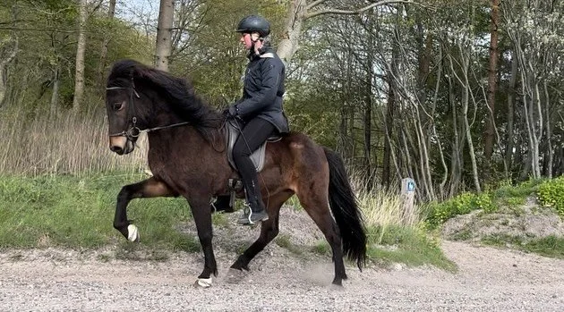 Skal du ud og se p&aring; hest i p&aring;skeferien? 🐴🐣 Jeg har stalden fuld af talentfulde heste p&aring; forskellige niveauer ✨

T&oslash;v ikke med at kontakte mig - m&aring;ske st&aring;r din kommende stjerne og venter ☺️