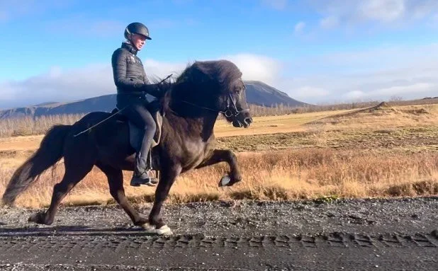 M&oacute;i fr&aacute; &Aacute;rb&aelig;jarh&aacute;leigju 💥

M&oacute;i er i dag g&aring;et igennem handelsunders&oslash;gelse og vi gl&aelig;der os til at f&aring; ham hjem i stalden 👏🏼

@hest.is_icelandicdreamhorse