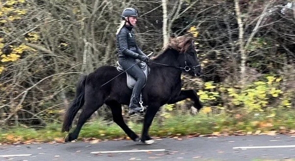 Dr&oslash;mmer du om at n&aring; helt til tops p&aring; konkurrencebanerene? M&aring;ske om en plads p&aring; ungdomslandsholdet? 

Sleipnir fra Str&oslash; er hesten der sj&aelig;ldent kommer til salg.
Her f&aring;r man bev&aelig;gelser udover det s