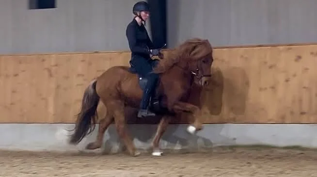 Stort talent med fantastisk afstamning