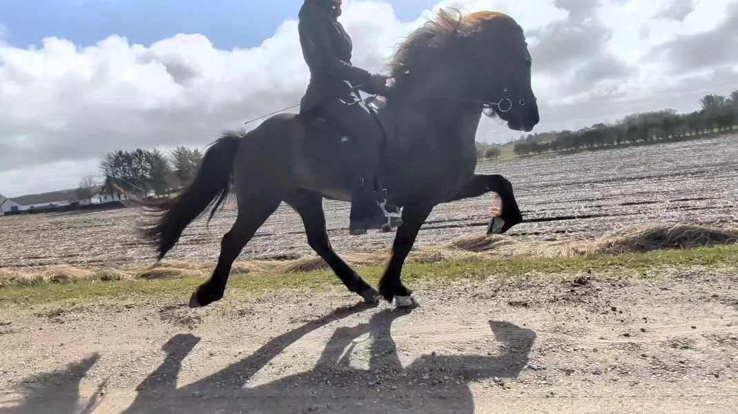 TOP 1 klasses hingst med fantastisk afstamning. 