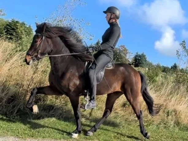 Kæmpe stor hoppe med super tølt og en masse stævneerfaring