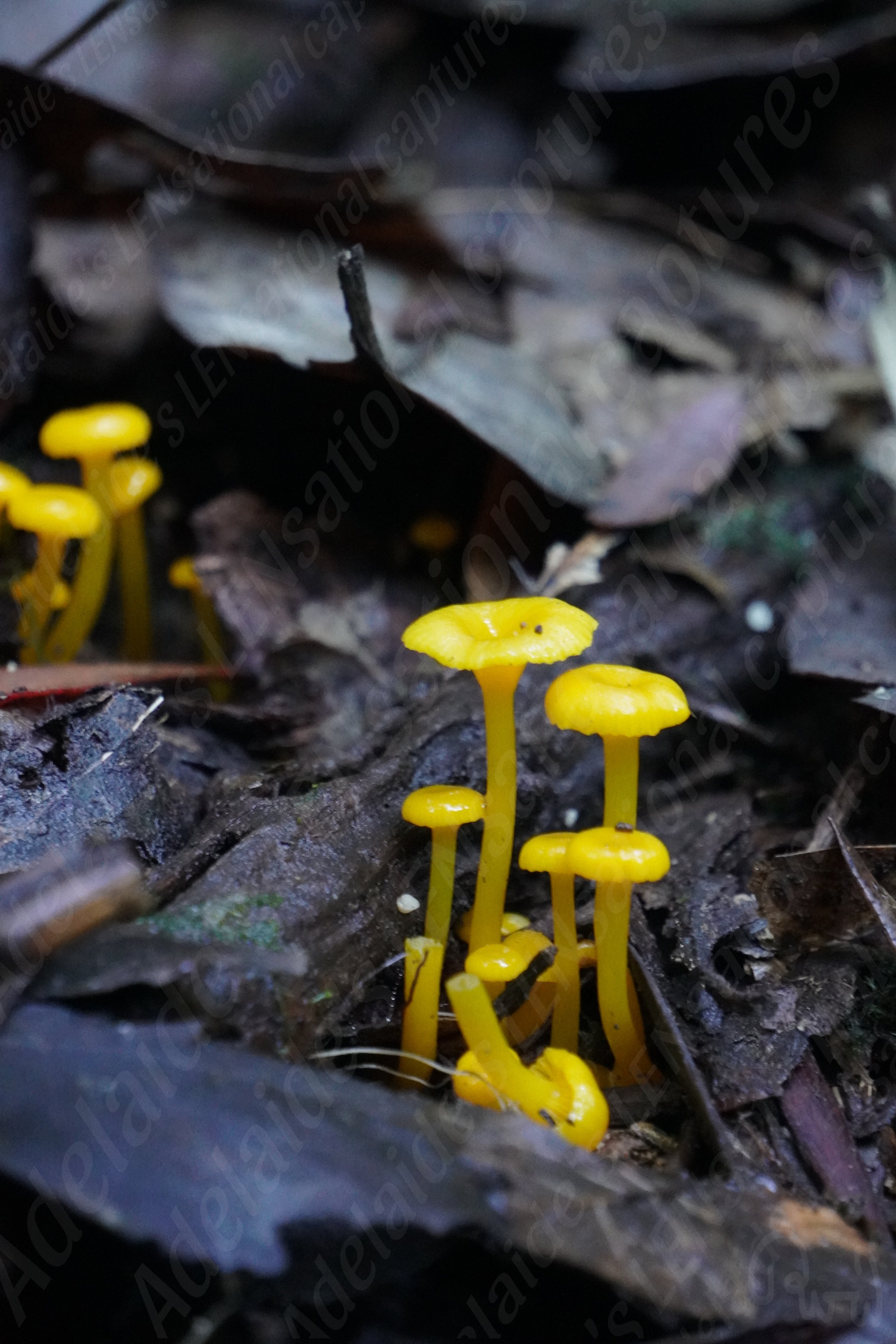 Exquisite Yellow Mushroom