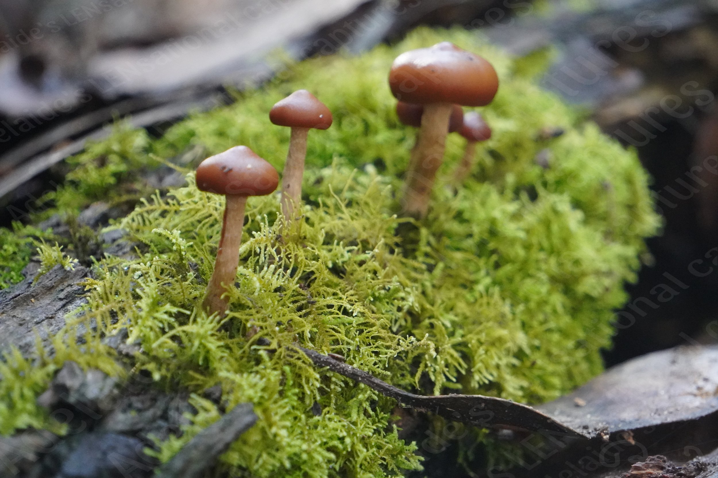 Mushroom photo