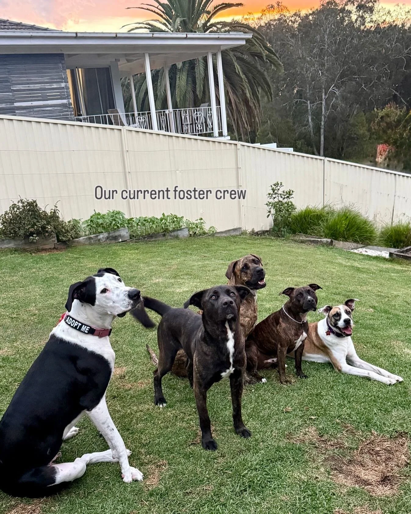 The work we do with private clients is what makes this side of Waggy&rsquo;s possible. It allows us to volunteer in many ways, including foster caring for dogs who need extra time and support, alongside our day-to-day training packages, boarding, and