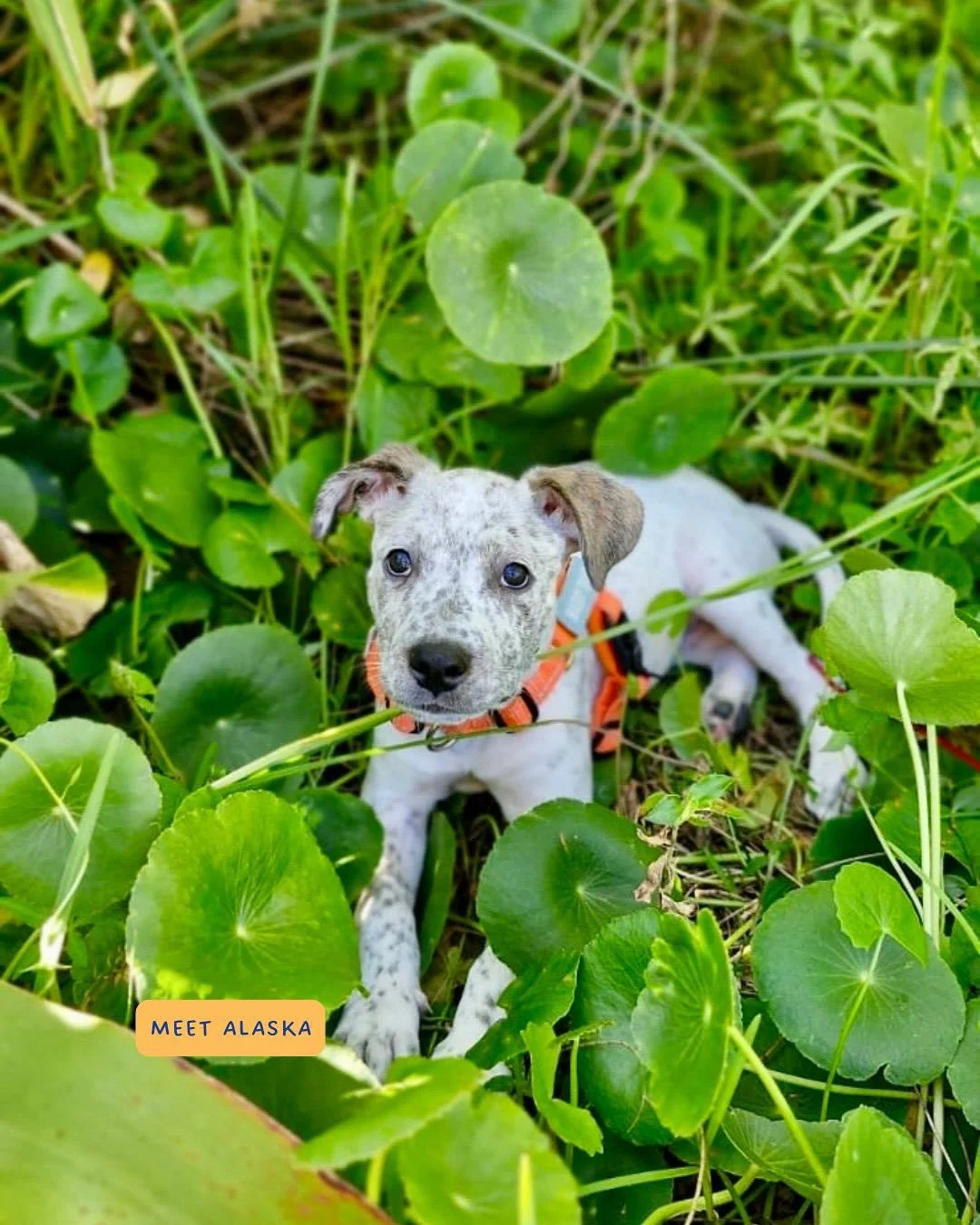 ❄️ Snowman had a baby&hellip; kidding. ❄️
Meet Alaska, our newest foster  and yes, she looks suspiciously like our resident top dog, Snowman ☃️

Alaska was impounded at our local pound on NYE at just 9 weeks old, right in the middle of a critical lea