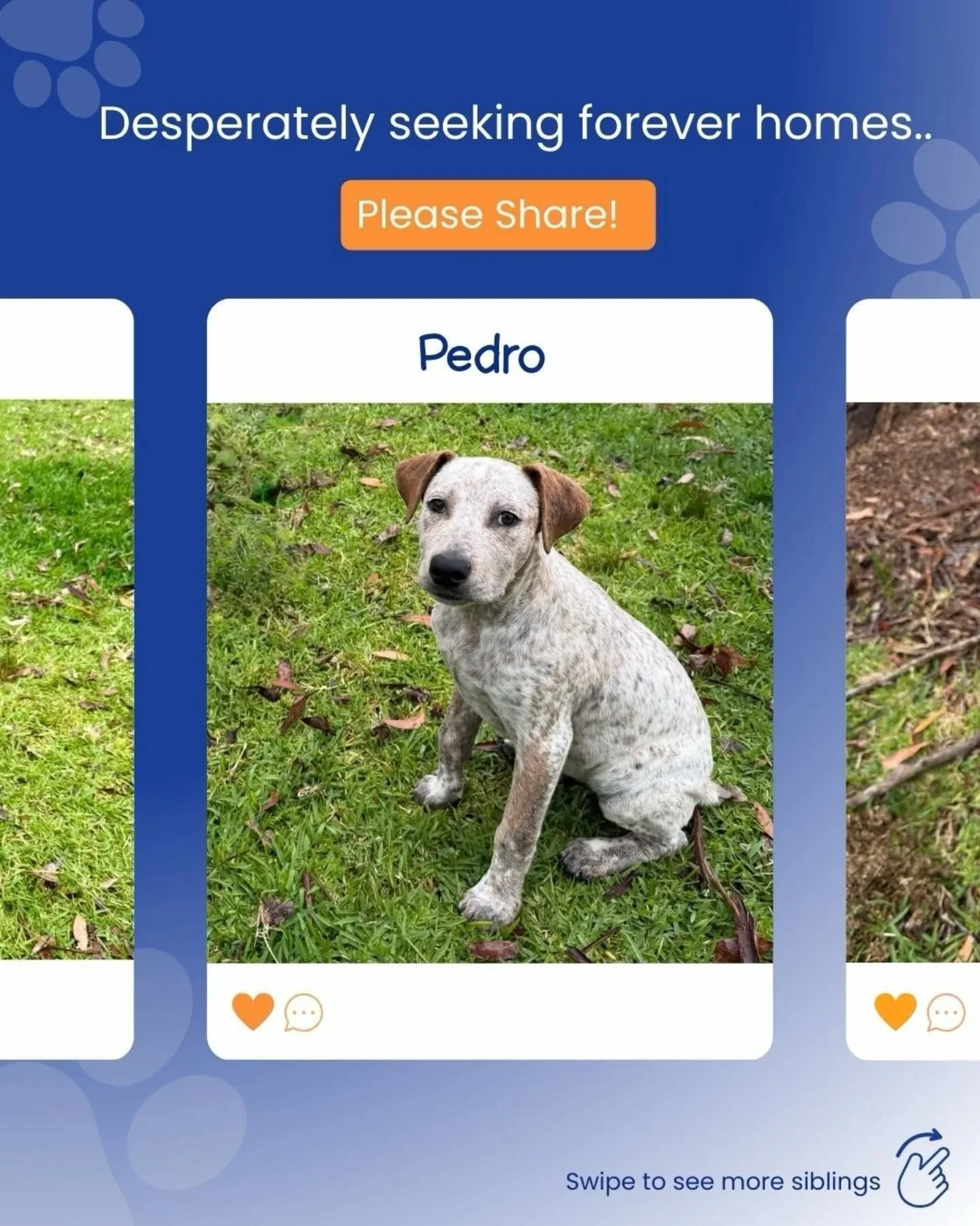 ⛔️UPDATE ! THESE BOYS STILL NEED HOMES ⛔️

Yesterday we shared the story of these 4-month-old male Cattle Dog x Staffy pups ( Alaska&rsquo;s lost siblings.)

💛 Vincent has been adopted today
Carols, Ramon &amp; Pedro are still waiting.

These boys a