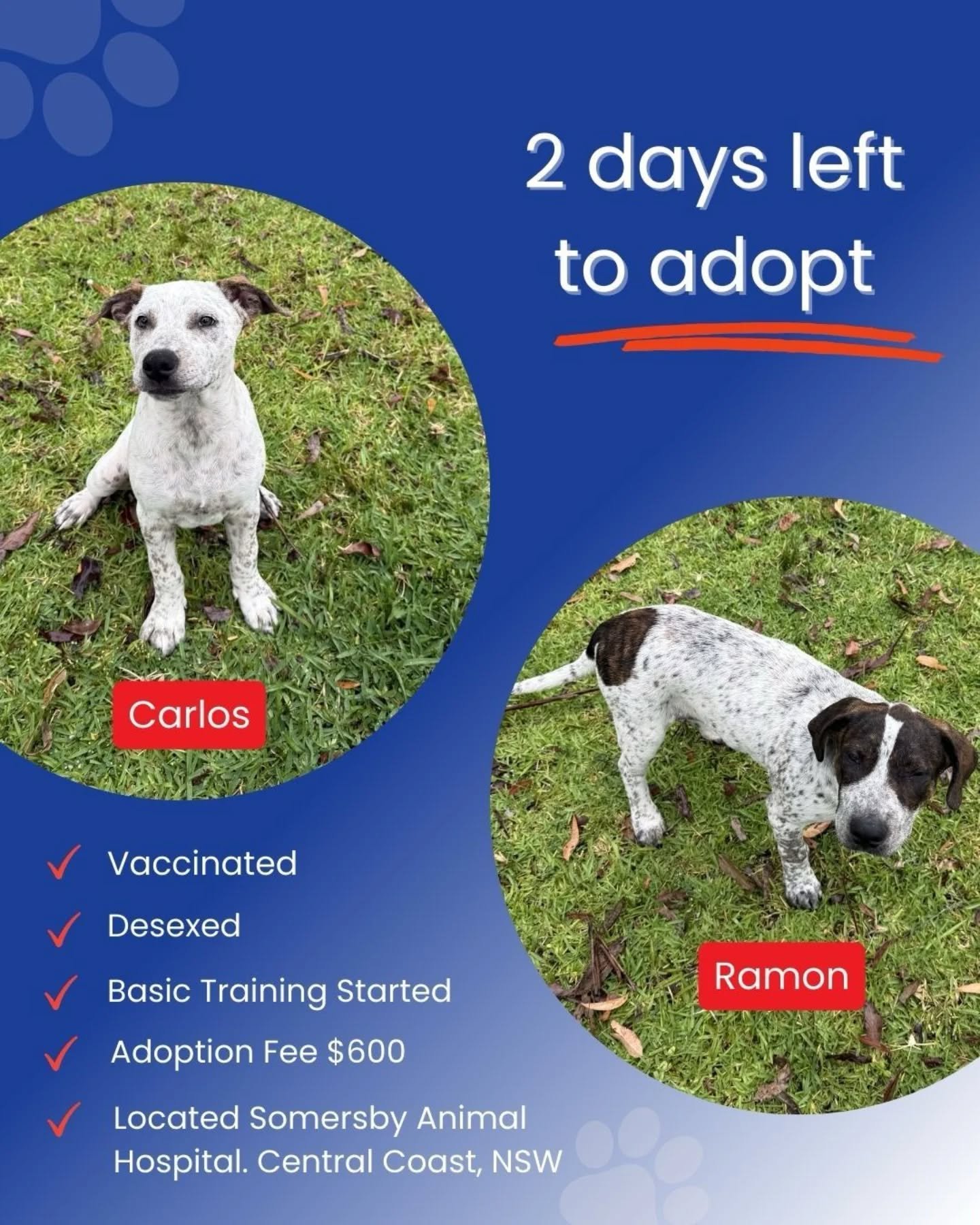⛔️FINAL CALL FOR RAMON &amp; CARLOS⛔️

There are now just 2 Cattle Dog x Staffy pups still waiting.

💛 Pedro found his home this morning.
That leaves Ramon and Carlos.

These boys are currently at Somersby Animal Hospital (Central Coast NSW) and are