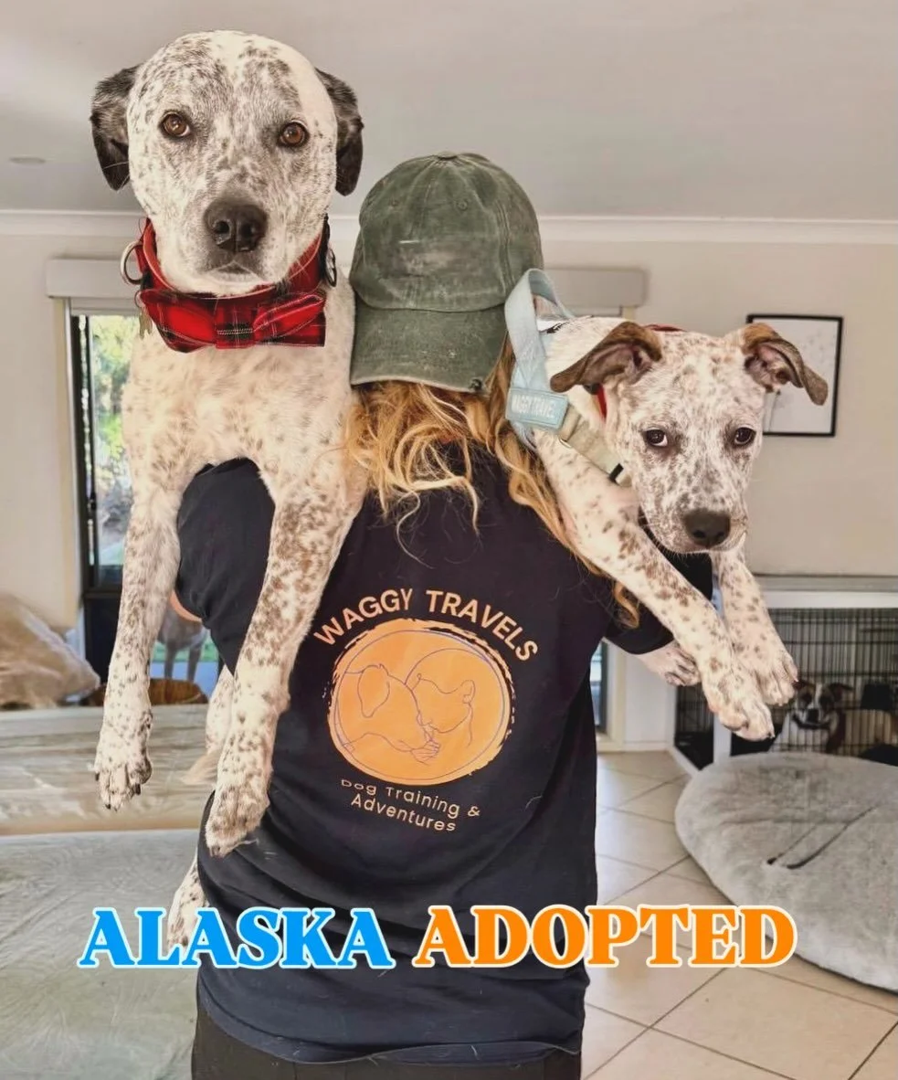 📣 WHAT A MONTH FOR WAGGY&rsquo;S 
🐾 Alaska&rsquo;s Adoption
Baby Snowman found her forever home. Alaska highlighted to us just the importance of structure, exposure &amp; training during that critical period to help shape a stable dog. 
🔥Firecrack