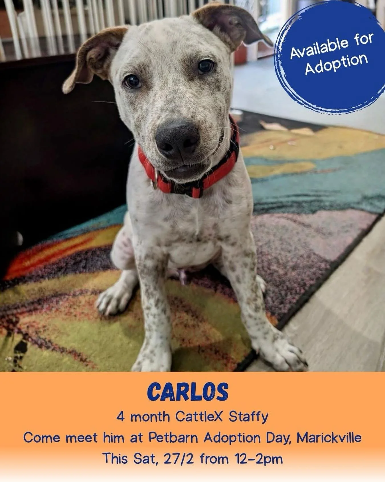 Carlos &ndash; Last of the Lost Litter 🤍

Available for Adoption
✔️ 4 month old Cattle x Staffy
✔️ Desexed
✔️ Fully vaccinated

Carlos is currently in foster care in Niagara Park, Central Coast NSW, however he will be attending an adoption day this 
