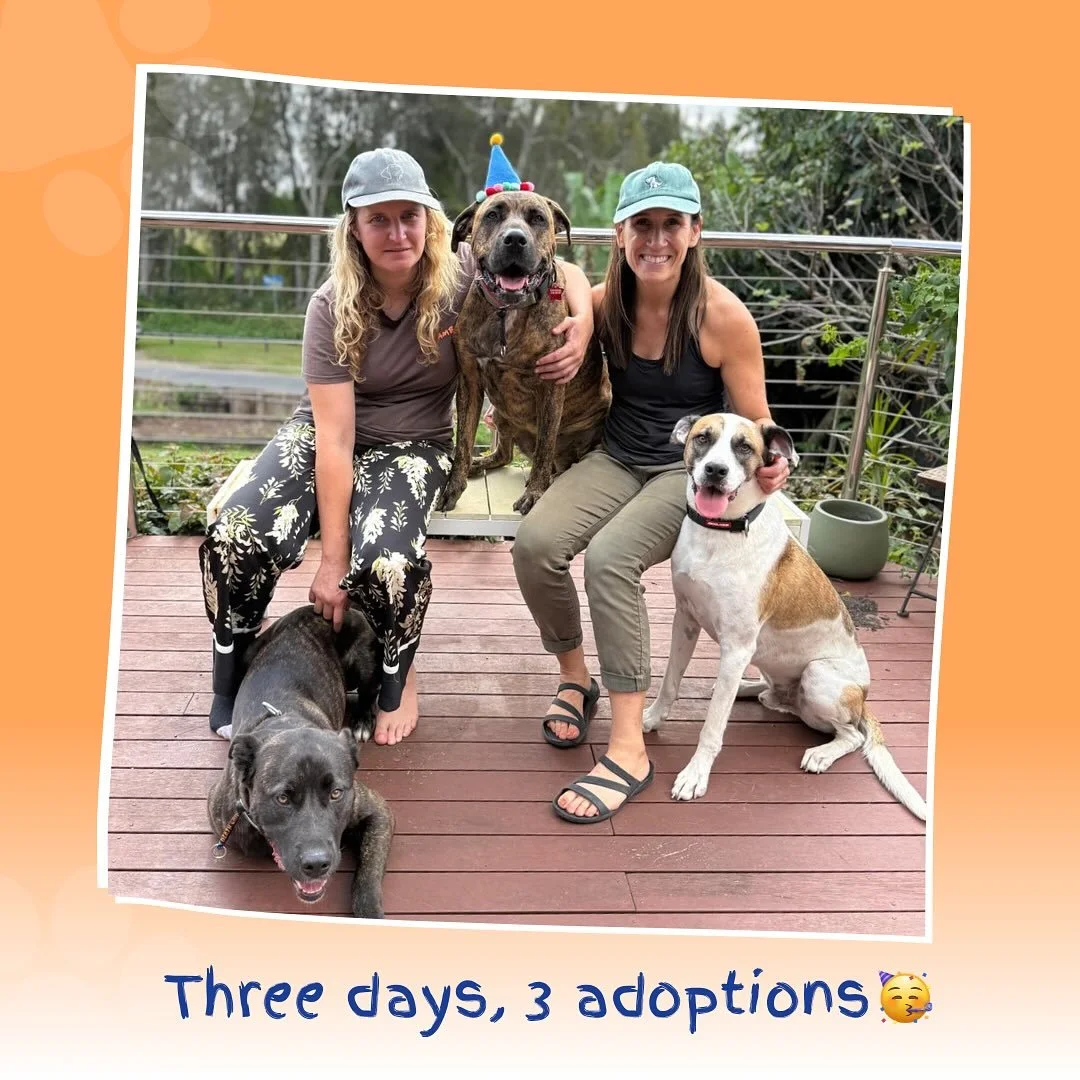 📣 WHAT A MONTH FOR WAGGYS

Waggy&rsquo;s foster kids Iris, Duncan &amp; Rabbit all left for their forever homes back to back 3 days in a row over Easter.&nbsp;(Read 👇🏻)

🦄Bubba&rsquo;s Unicorn Home 
After 11 months, Iris finally found her happily