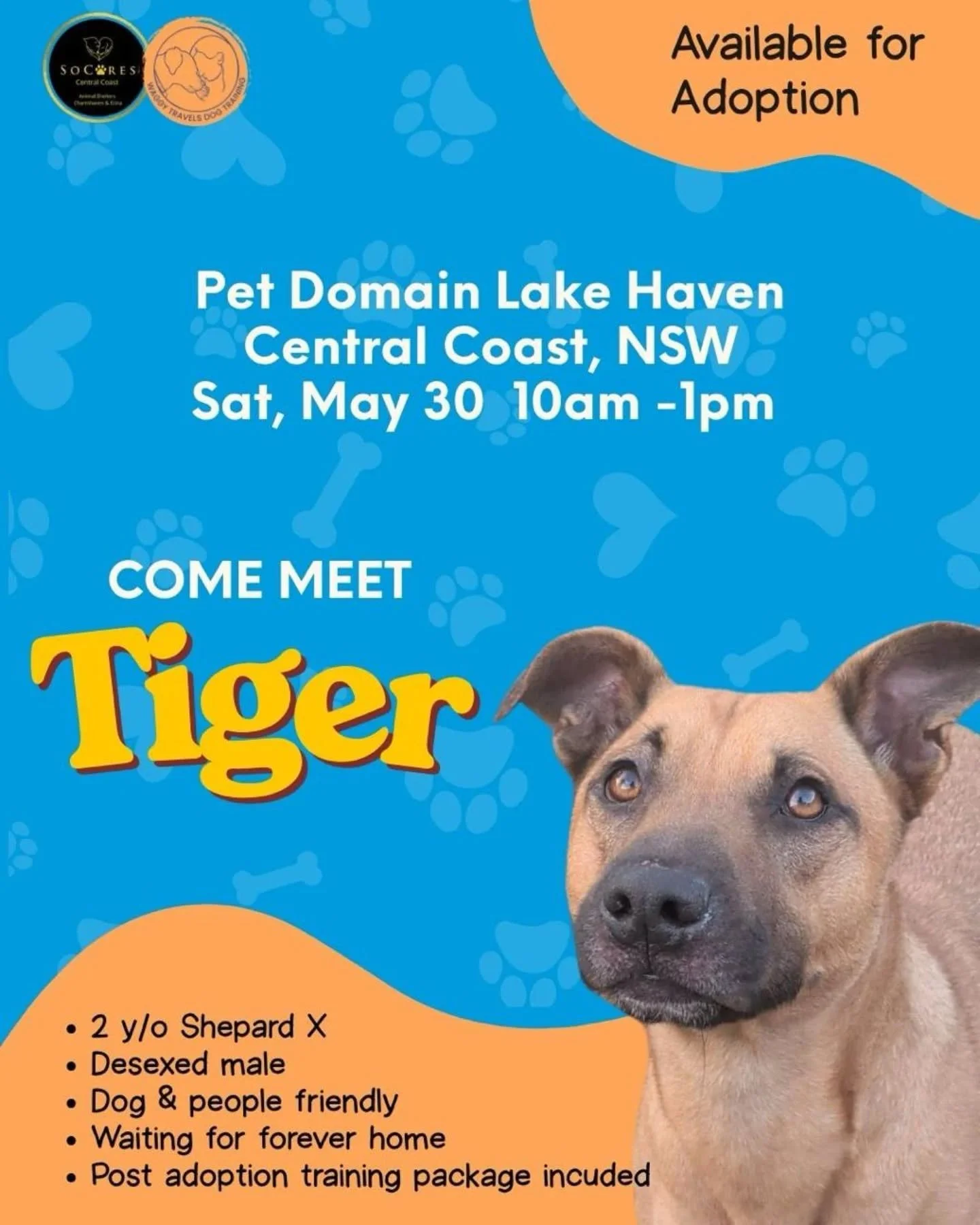 🐯 MEET TIGER TOMORROW 🐯

This handsome 2-year-old Staffy x is looking for his forever home.
Tiger is dog social, people-loving, adventure-ready and has quickly become a favourite amongst the Waggy crew. We genuinely think he's an awesome little dog