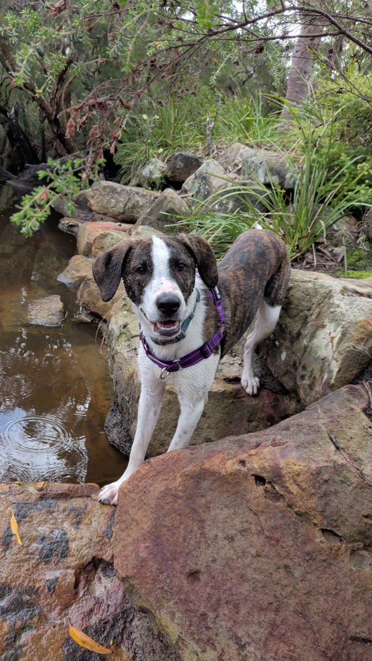 Floppy standing by a rock pool