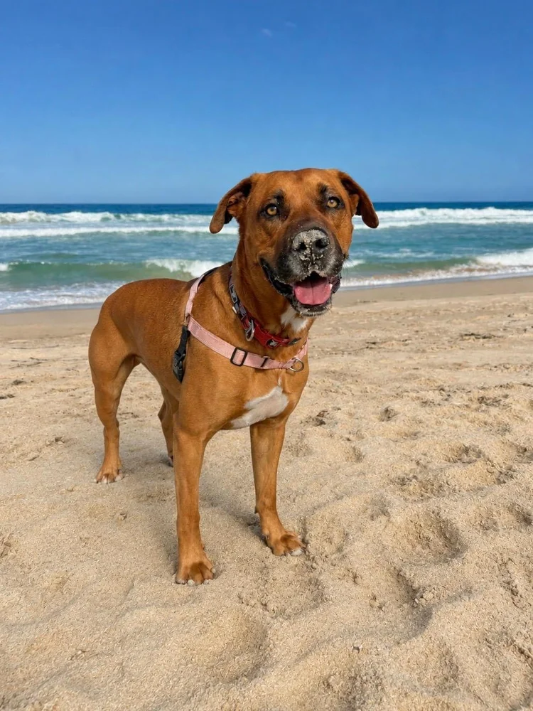Osiris standing on a beach