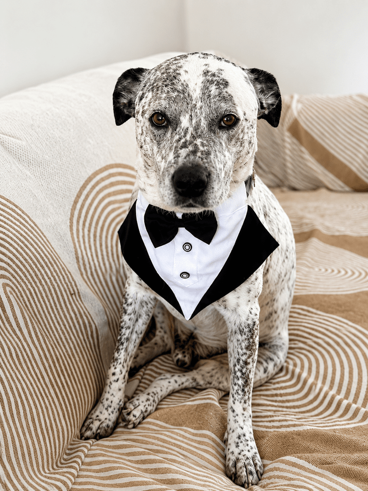 Snowman, Waggy Travels ambassador dog, wearing a bow tie collar