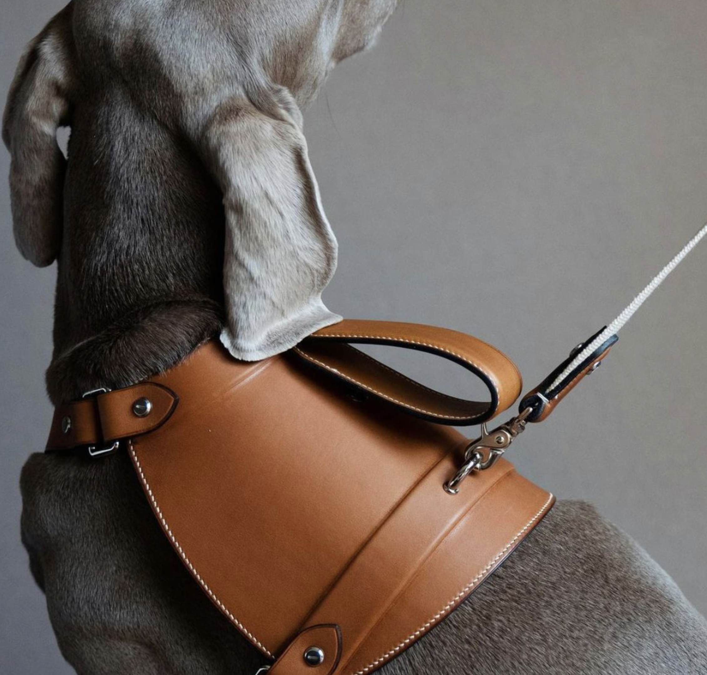 Large Dog Harness